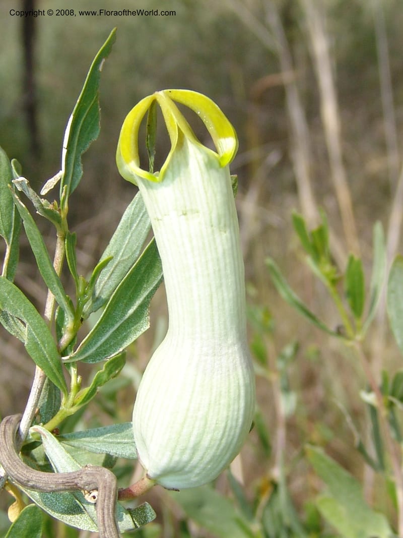 Ceropegia ampliata--So.Africa. Mpumal. twd Steelpoort.16 Mch 05. 505.jpg