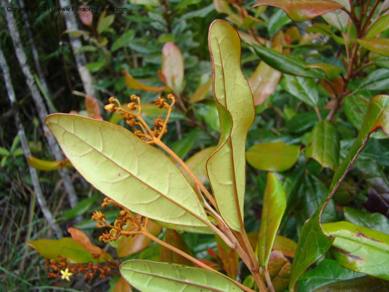 Argophyllum,  Munzinger, J 4878--New Caledonia, Prov S, Mt Dzumac, 20  Nov 2007, DSC07047 (5).jpg