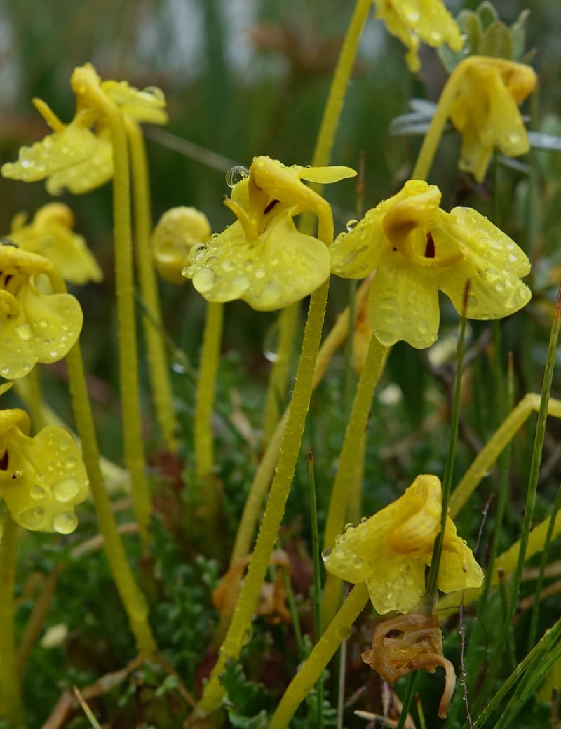 Pedicularis, C. Davidson 13785--China. Sichuan. Daocheng Xian. 14 Aug 2017. DSC05676 (10).JPG
