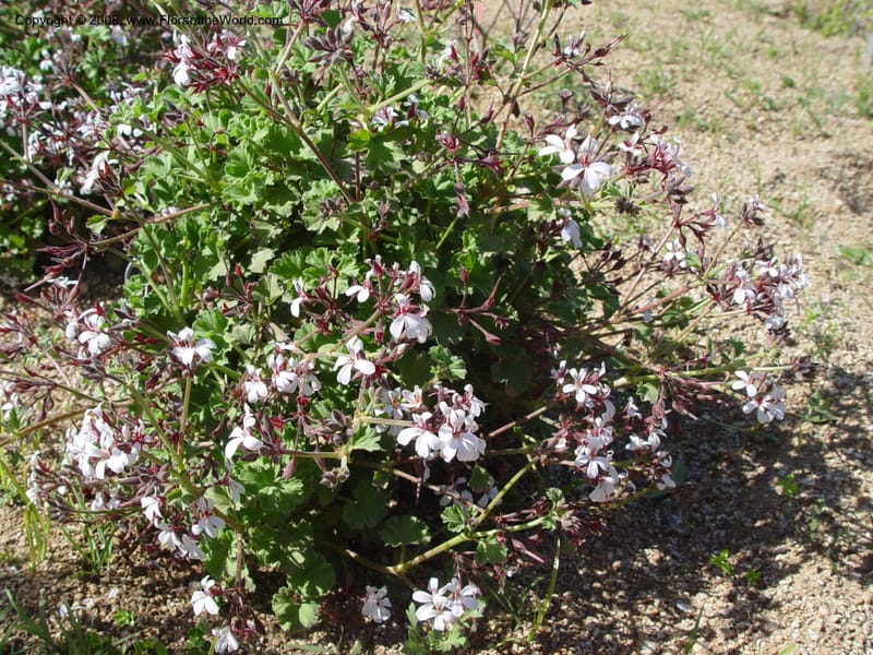 Pelargonium odoratissimum--Spain. Barcelona Botanic Garden. 19 Apr 04. 181.jpg