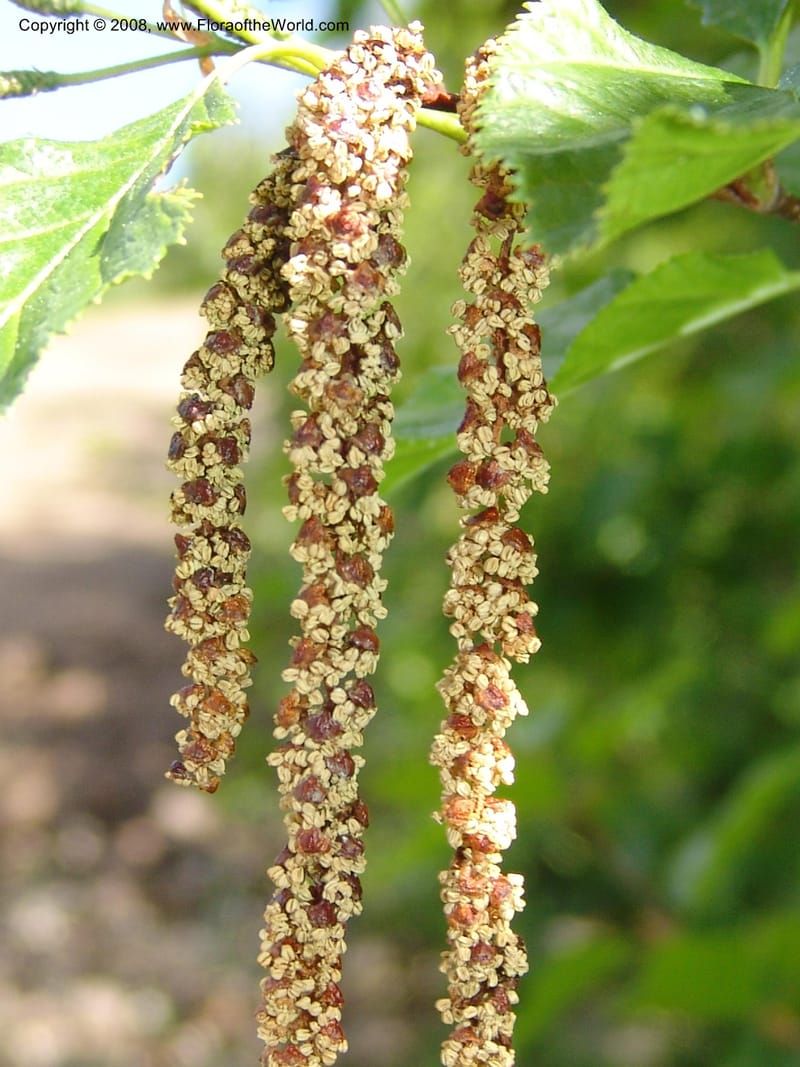 Alnus sinuata, CDavidson11075--ID. Valley Co. Crestline Trail Rd., N of Payette Lake. 15 Jun 07 074.jpg