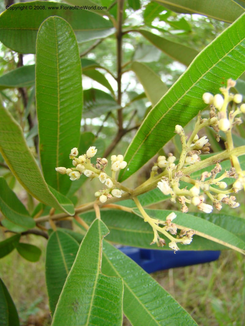 Ozoroa insignis ssp reticulata, RGereau7042--Tanz. Mbeya Rural Distr. Utengule Coffee Lodge. 26 Jan 08. 118.jpg