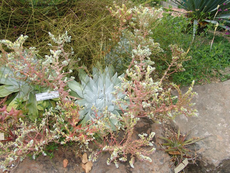 Dudleya brittonii, 93.0424--CA. UC Berkeley Bot. Garden. 31 May 07. 001.jpg