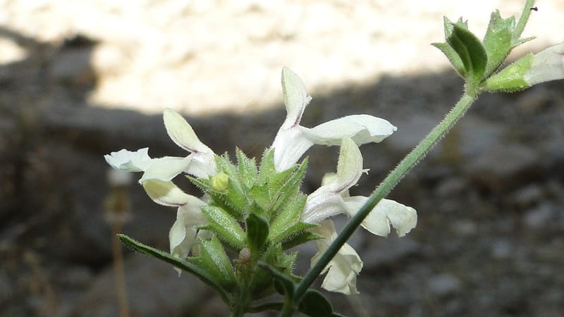 Stachys ballotiformis, A. G. Miller 132.11--Iraq. Kurdistan. Shakh-i Pira Magun. Gueza Khan. 11 June 2010. 089 (10).jpg