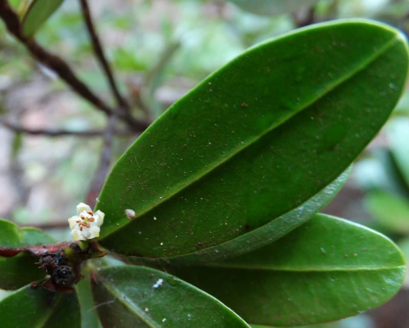 Erythroxylum, Lowry, P 7413--New Caledonia, Plage de Pindai. 18 Nov 2015. DSC03633 (90).JPG
