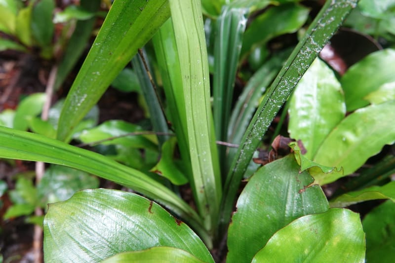 Mapania, C. Davidson 14078--Gabon. Raponda-Wallker. 28 Oct 2019. DSC02420 (162).JPG