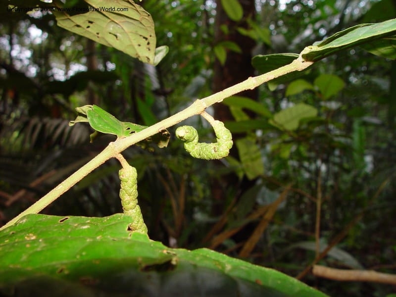 Piper avellanum, ETepe616--Fr. Guiana. Matoury Mts, near Cayenne. 21 Mch 02. 001.jpg