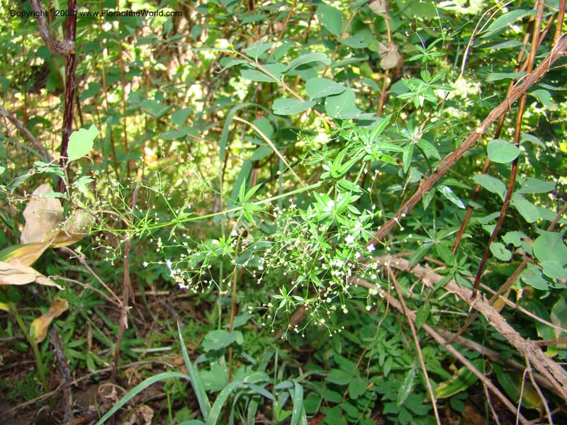 Galium asperrimum, CDavidson11269--ID. Valley Co. Sylvan Beach, Payette Lake. 24 Aug 08. 126.jpg