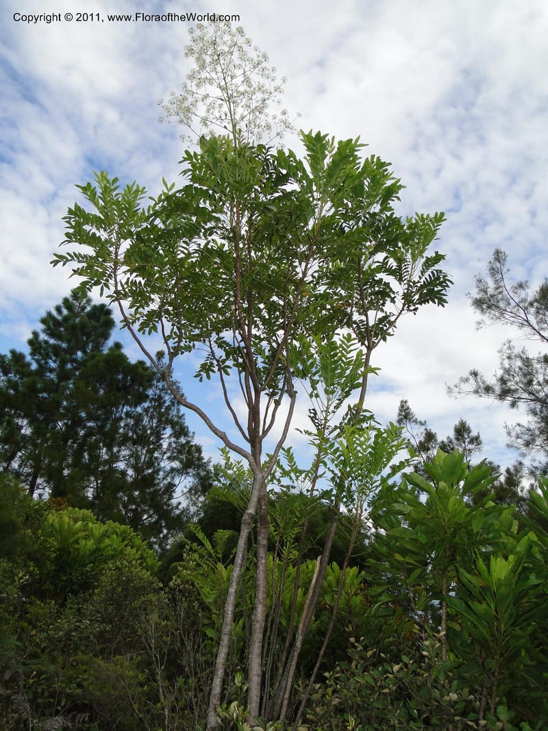 Myodocarpus fraxinifolius, Lowry, P. P 7180--New Caledonia. Mont Koghis. 18 Jan 2010. 531 (13).JPG