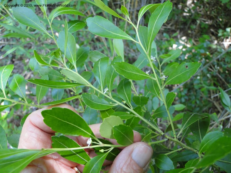Ilex glabra, Mori, S 27396, USA, North Carolina, Johnson Co., Hwy 50, 3 km SE of Benson, 21 May 2010 (25).JPG