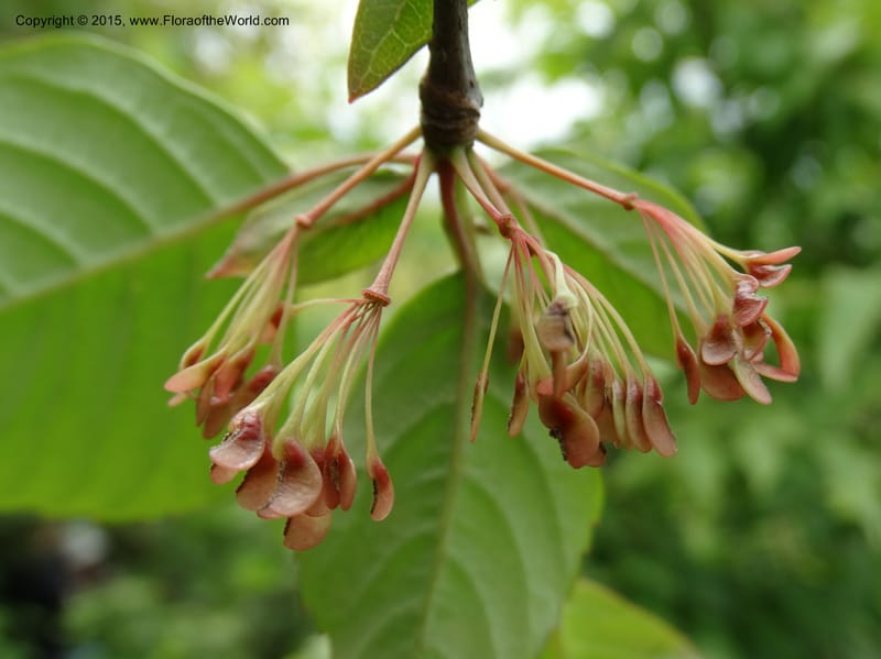 Euptelea pleiosperma, Boufford, D 43587--China. Sichuan. Tudiling Tunnel. 6 May 2014. DSC03860 (138).JPG
