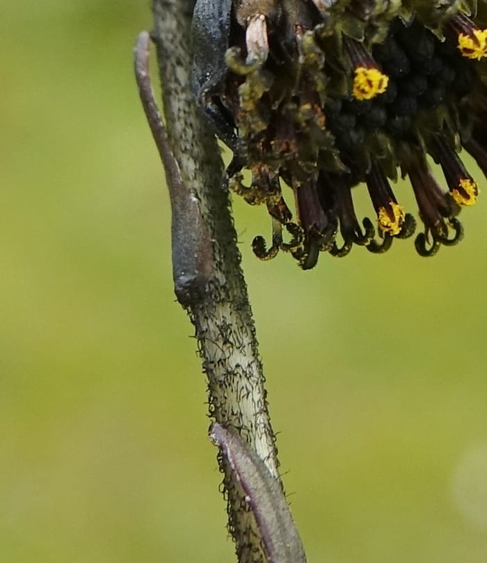 Cremanthodium lineare var. eligulatum, D. Boufford 44045--China. Sichuan. Yajiang Xian, between Litang and Yajiang. 16 Aug 2017. DSC06537 (19).JPG