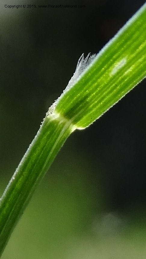Sporobolus, Davidson, C 12579--Idaho. Valley Co. Lick Cr. Summit. 14 Jul 2014.  (130).JPG