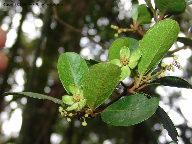 Croton nitidulum vel aff., RRanaivojaona1318--Madag. Prov. Fianar. Ranomafana Nat. Pk. 10 Jan 06. 283.jpg