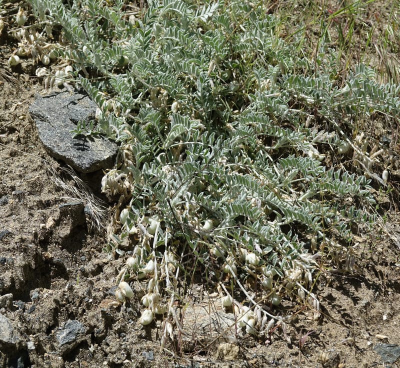 Astragalus purshii, C. Davidson 13582--ID. Idaho Co. Salmon R. Rd. E of Riggins. 24 May 2017. DSC00708. JPG (204).JPG
