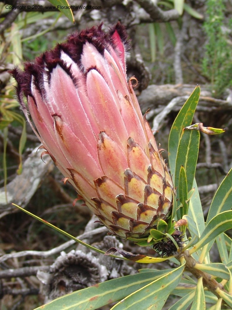 Protea neriifolia--So.Africa. E. Cape. Van Stadens Wildfl. Res.. 6 Mch 05. 099.jpg