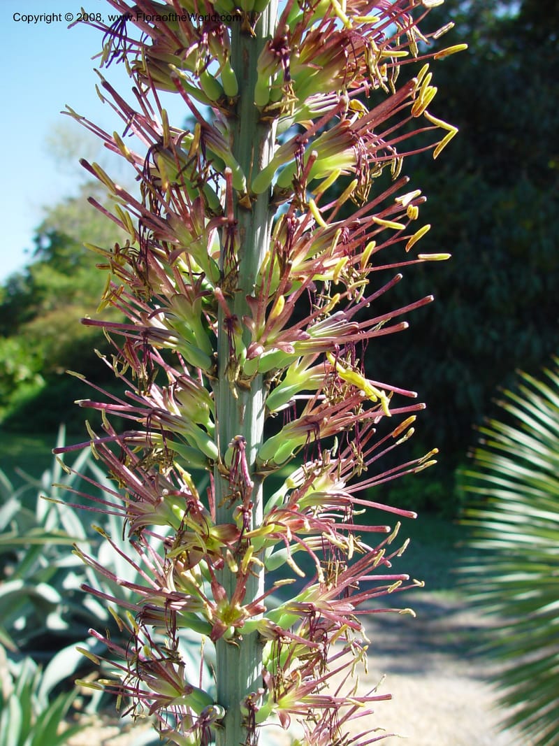Agave ghiesbrechtii. (no no.)--FL. Fairchild Tropical Gard. 15 Jan 03. 073.jpg