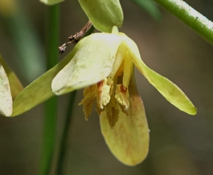 Aphanopetalum clematideum, Davidson, C 13444--Australia. W.A. Geraldton. Chapman River. 25 Oct 2016.  (68).JPG