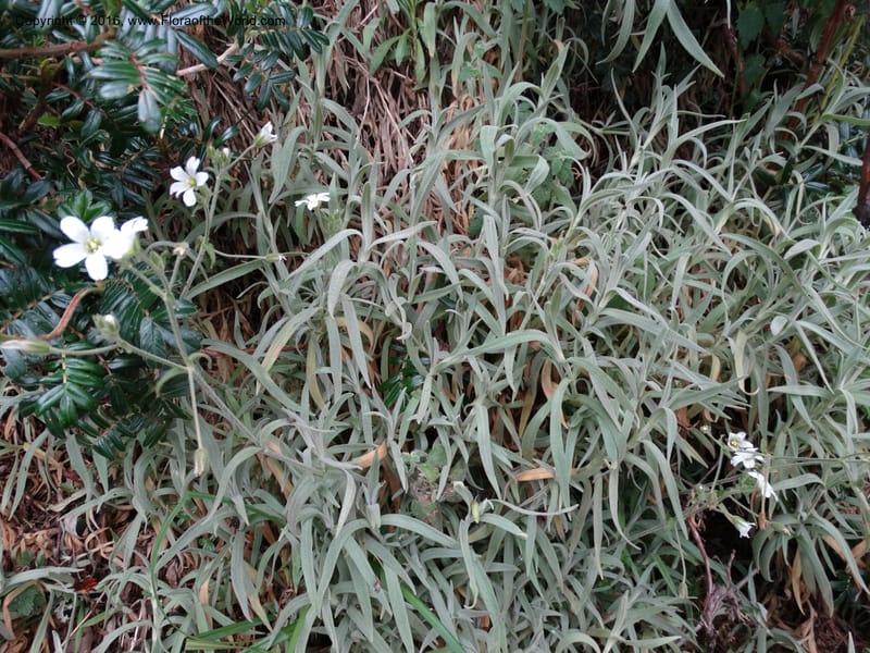 Cerastium, Ulloa, C 2477--Ecuador. Mojanda. 22 Apr 2015. DSC02267 (85).JPG