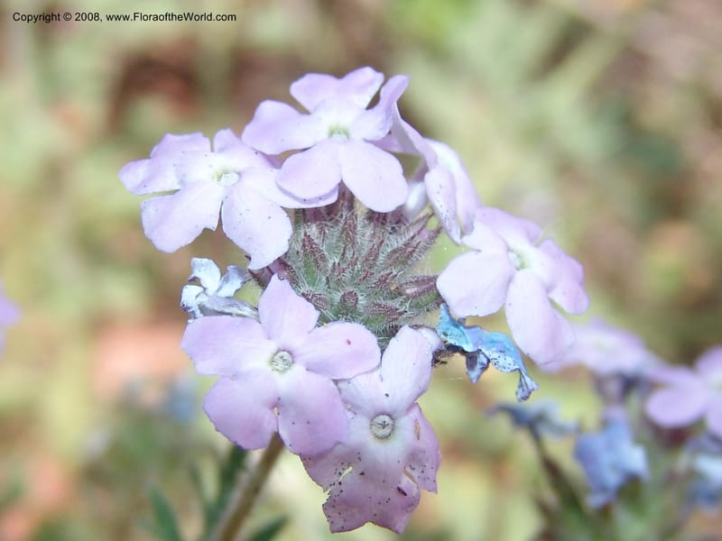 Verbena gooddingii--AZ. Coconino C. Hwy 89A. Oak Cr Can,  Midgley Bridge. 14 May 05. 067.jpg