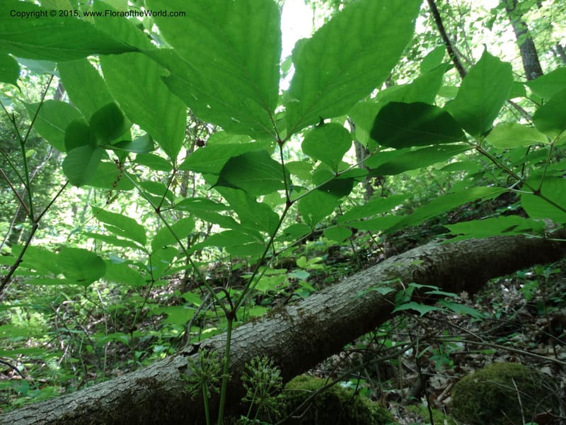 Aralia nudicaulis, Davidson, C 12999--North Carolina. Macon Co. Horse Cove Rd. 14 May 2015. DSC05455 (10).JPG