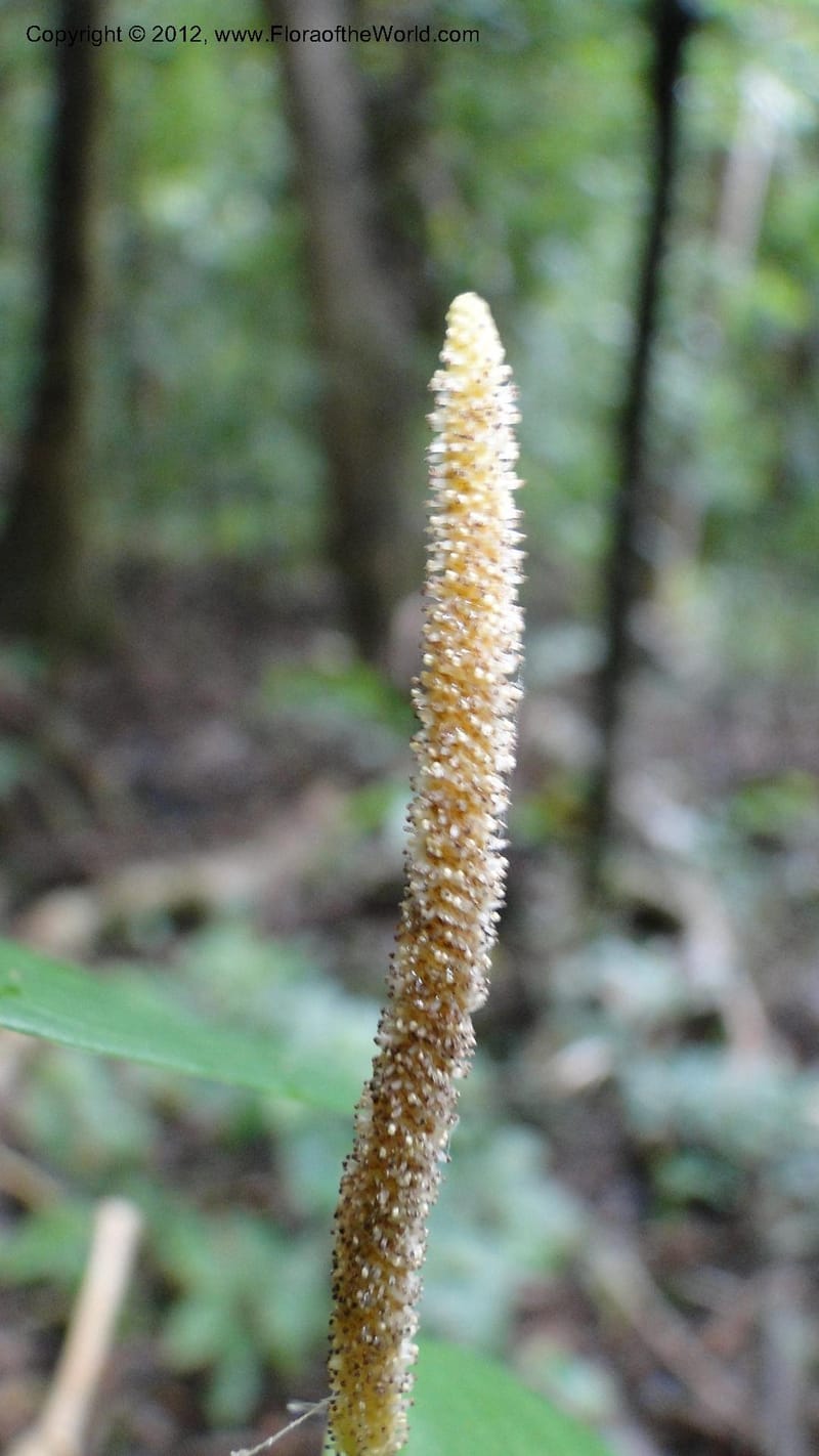 Piper pyrifolium, A. Ramahefaharivelo 163--Madagascar. Ambolotara. Ambodini, Vatovavy. 3 May 2010 112 (3).jpg