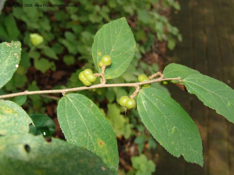 Grewia bicolor--So. Africa. Lowveld Nat. Bot. Gard. 14 Mch 05. 149.jpg
