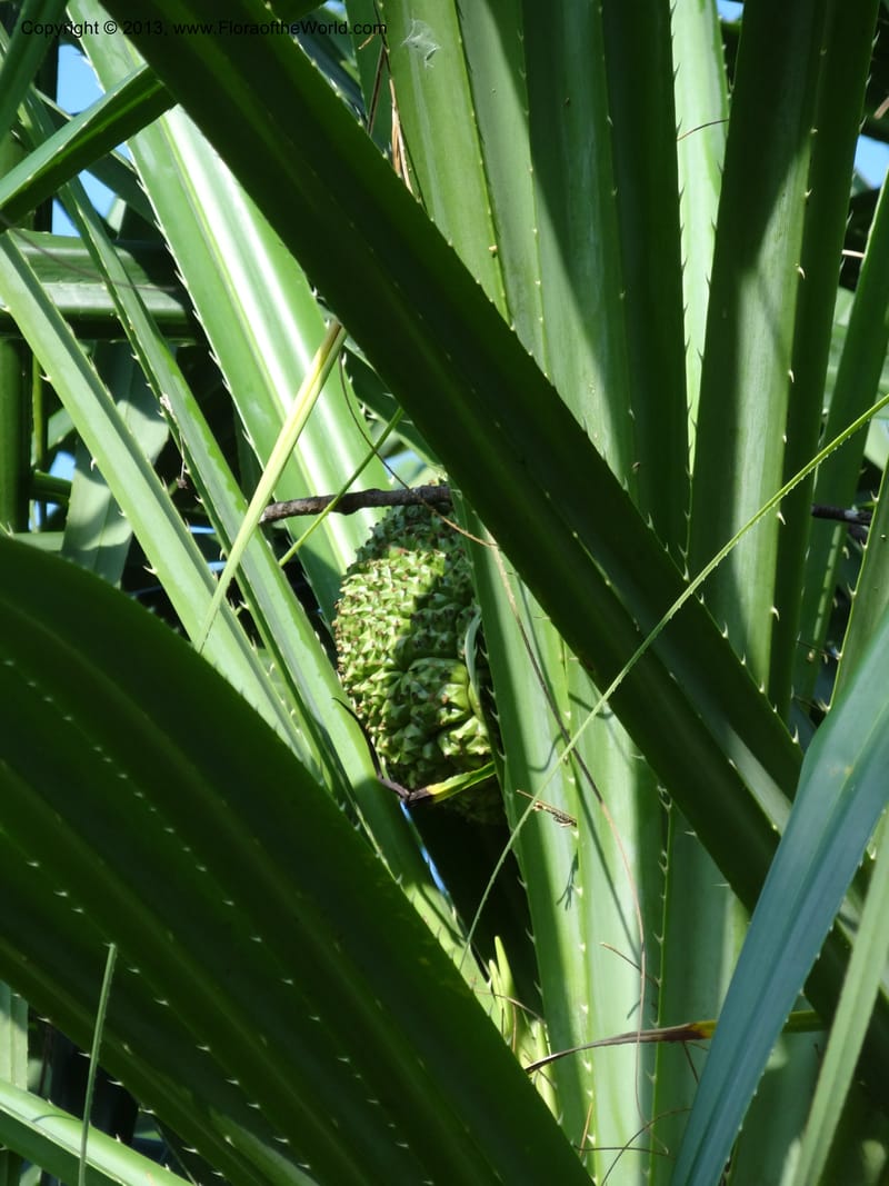 Pandanus odorifer, Callmander 1017--Malaysia, Sarawak. Bako Nat. Park. Beach. 31 Mar 2012. DSC06362 (15).JPG