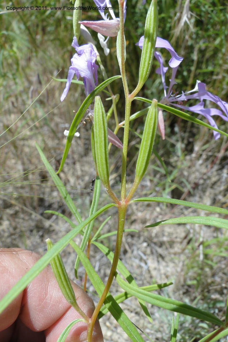 Clarkia pulchella, C. Davidson 11854--Oregon. Malheur Co. Leslie Gulch. 30 June 2011. 249 (13).jpg