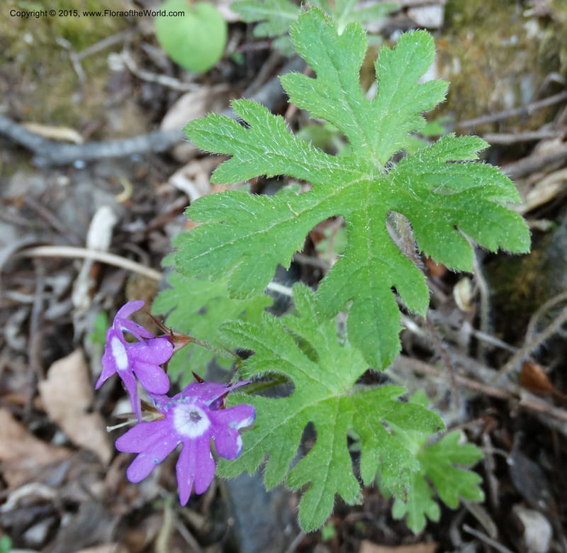 Primula polyneura, Boufford, D 43609--China. Sichuan. ShaShiDuo. 8 May 2014. DSC04232 (95).JPG