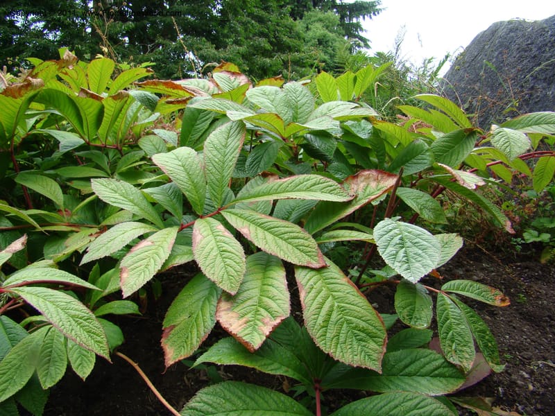 Rodgersia sambucifolia, 16415-0175-1978--Canada. BC. Univ. BC Bot. Garden. 27 Jul 08. 040.jpg