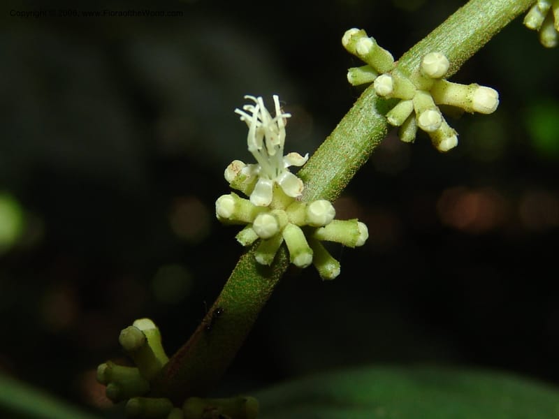 Miconia affinis, AAraujoM1253--Bolivia. Pq. Nac. Madidi. Chalalan. Send. Wabucuru. 30 Nov 04. 003.jpg