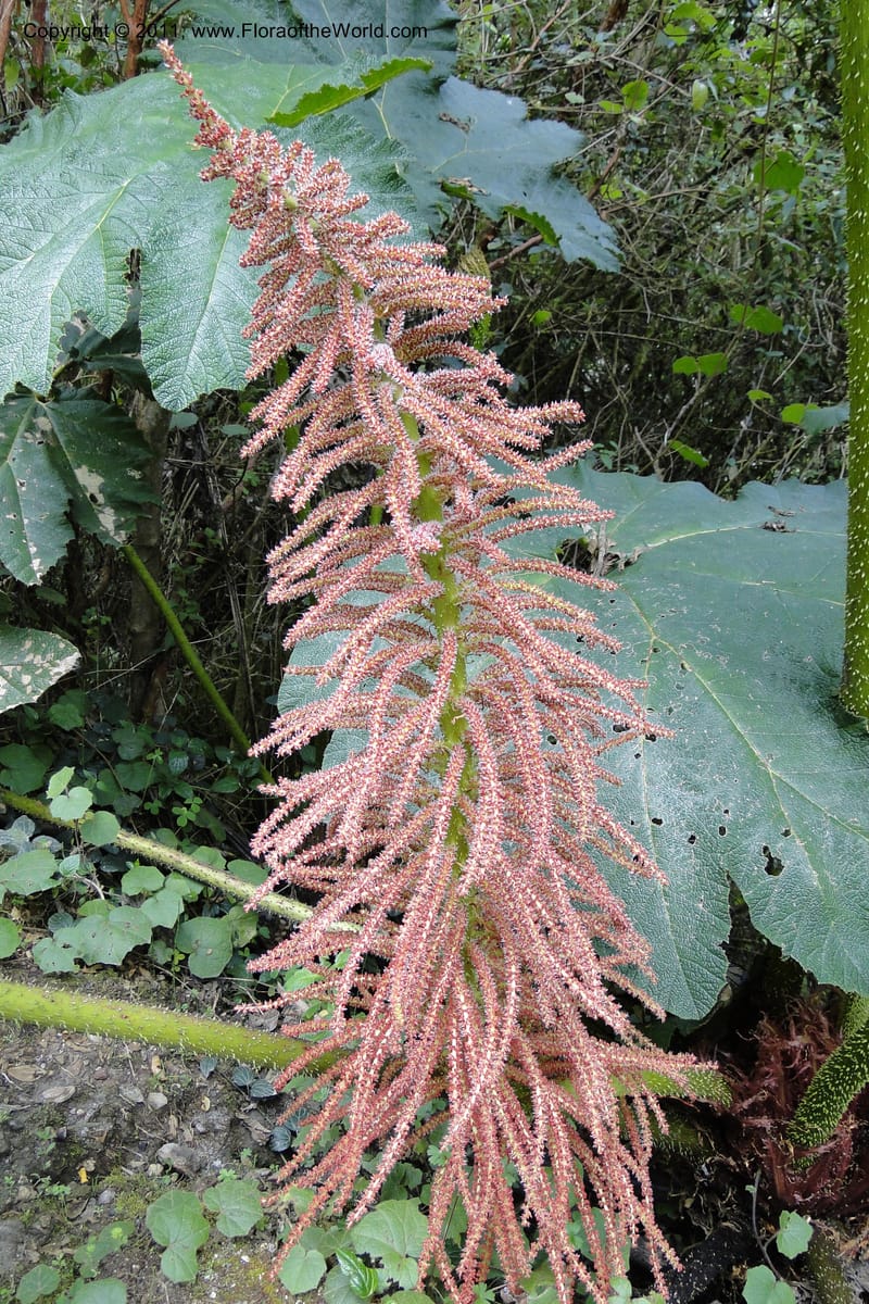 Gunnera brephogea, Ulloa 2180--Ecuador. Pichincha. Reserva Yanacocha. 11 Jun 2011. 311 (25).jpg