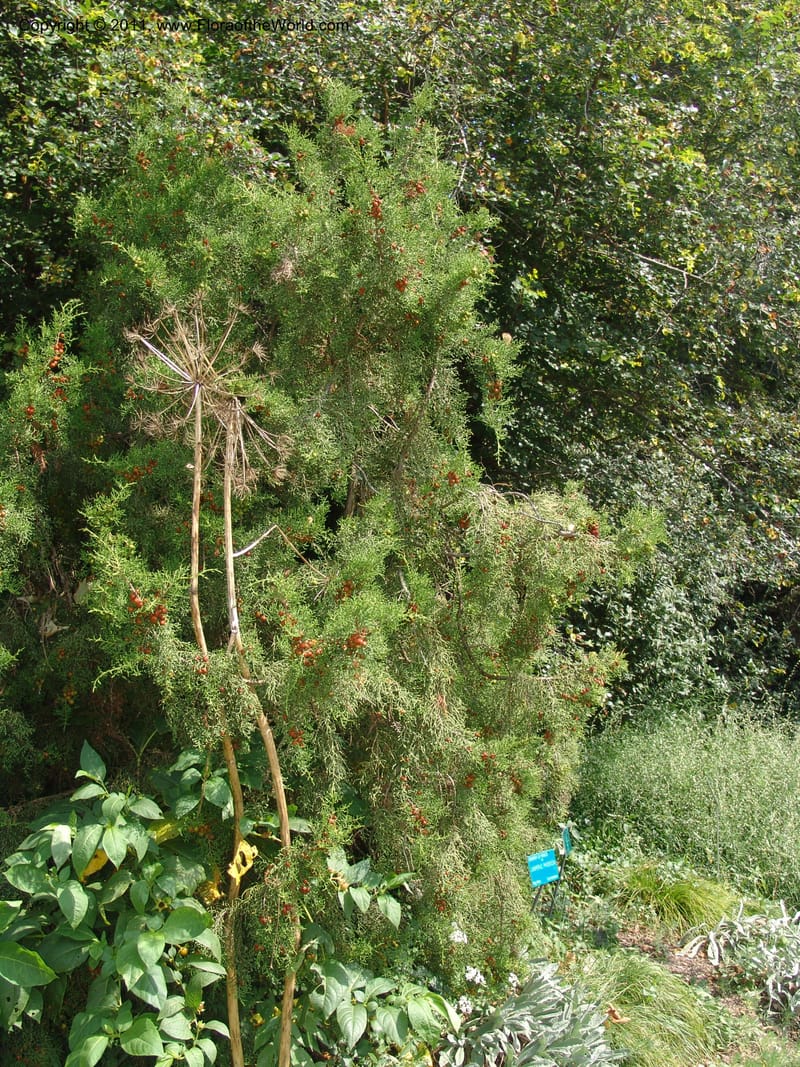 Juniperus phoenicea--France. Paris. Jardin des Plantes. 4 Sep 07. 352.jpg