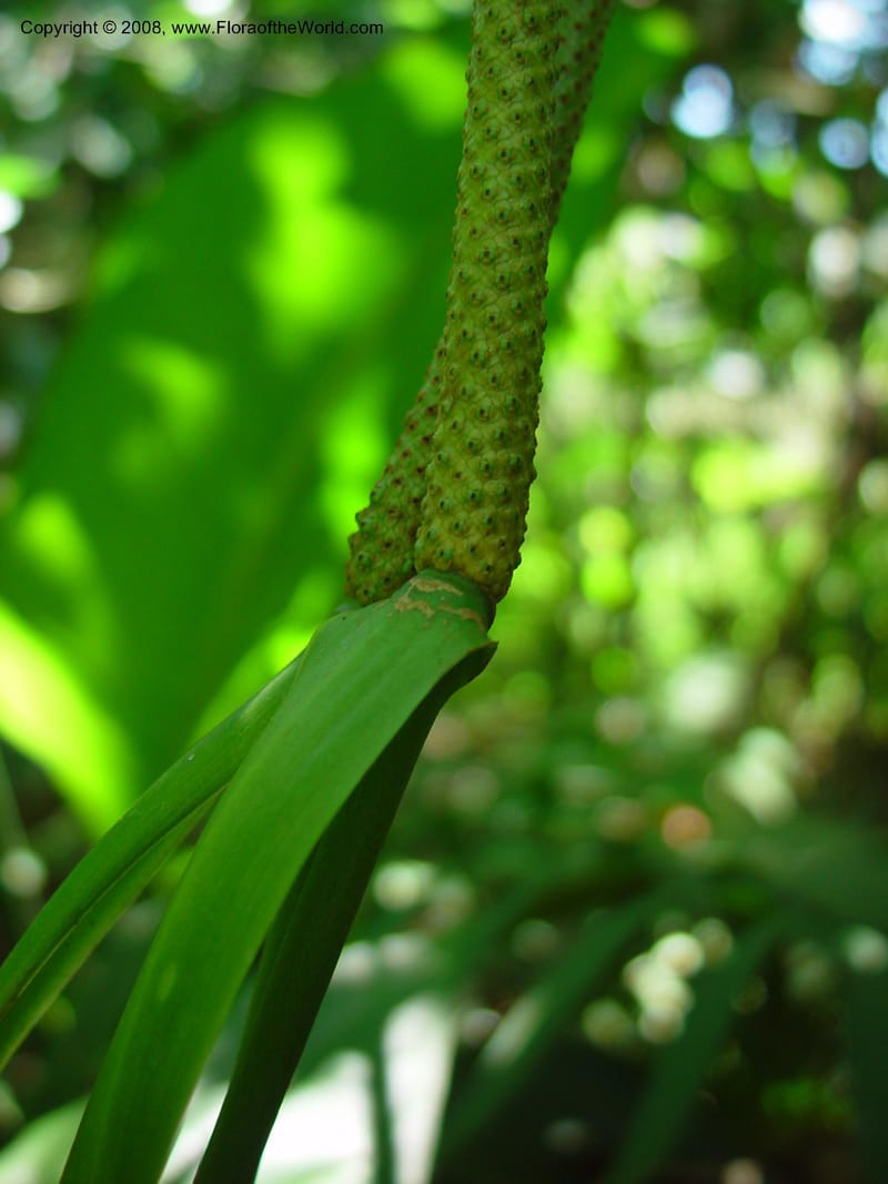 Anthurium acutifolium--Costa Rica. INBio Parque, San Jose. 29 Mch 03. 009.jpg