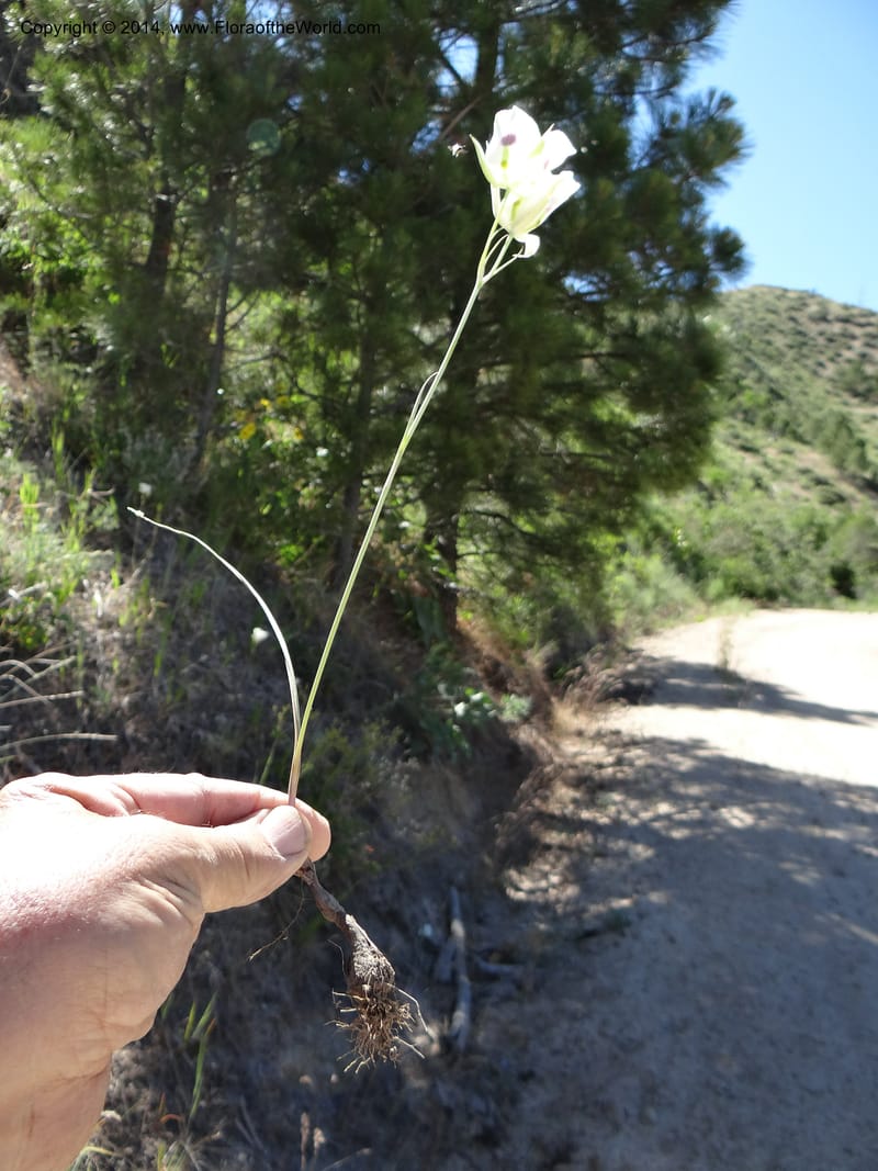 Calochortus eurycarpus, Davidson, C 12189--ID. Boise Co. 5.2 miles west of Long Gulch-Rattlesnake Cr. jct. 15 Jun 2013. DSC06555 (12).JPG