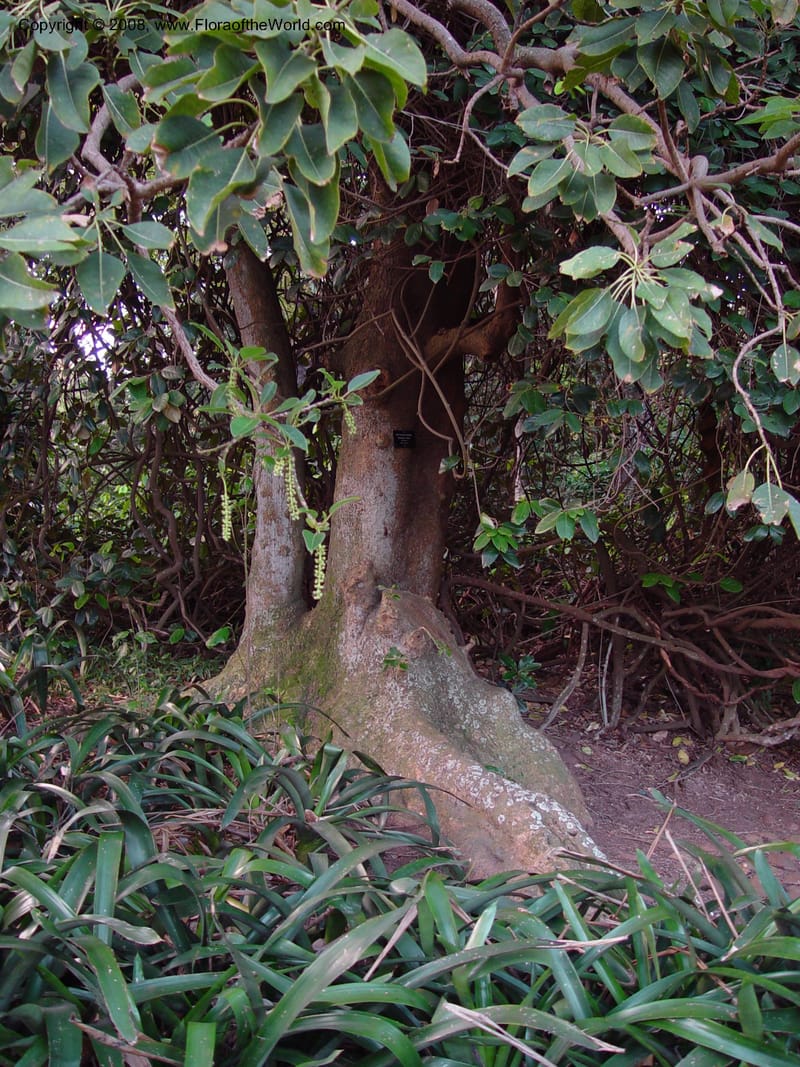 Phytolacca dioica--So. Africa. Durban Bot. Gard. 26 Nov 02. 004.jpg