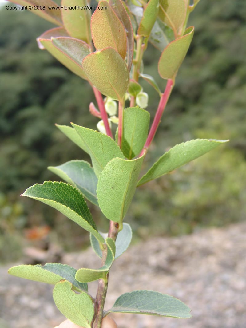 Gaultheria, RVasquez32926--Peru. Prv Pauctb. Rd to Manu NP. 28 Oct 07. 230.jpg