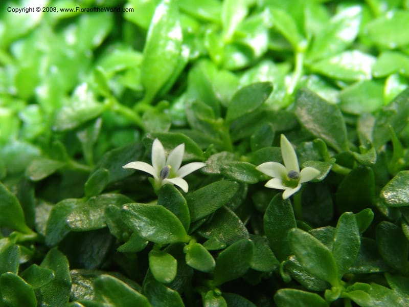 Pratia irrigua--France. Nancy. Jard. Bot. Montet. 2 May 05. 186.jpg