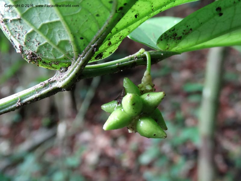 Piper, Davidson, C 12747--Sabah. Sg. Nelumad. 12 Oct 2014. DSC04383 (106).JPG