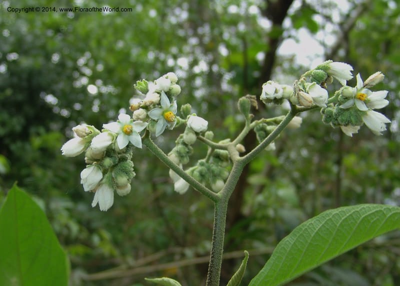 Solanum nitidum, Farfan 725--Peru. Edo. Madre de Dios. ACEER Res. Ctr. Pan de Arbol Trial. 19 Oct 05. 360 (4).jpg