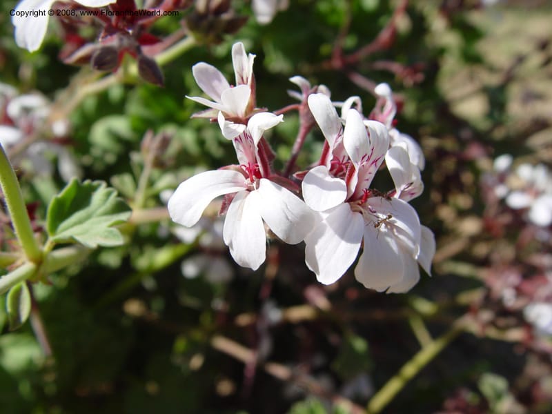 Pelargonium odoratissimum--Spain. Barcelona Botanic Garden. 19 Apr 04. 184.jpg