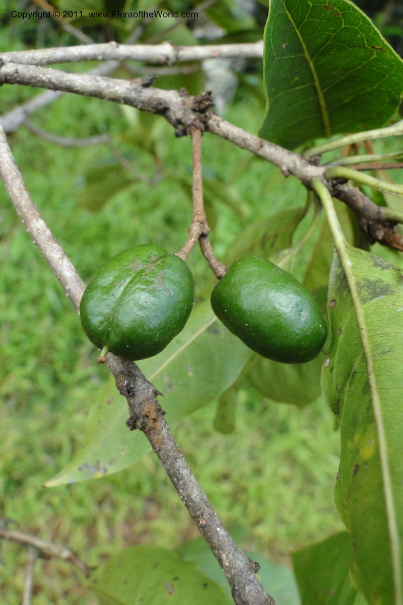 Pittosporum, J. Munzinger 6513--Fiji. Nadarivatu Nature Reserve. 10 Feb 2011. 026 (285).jpg