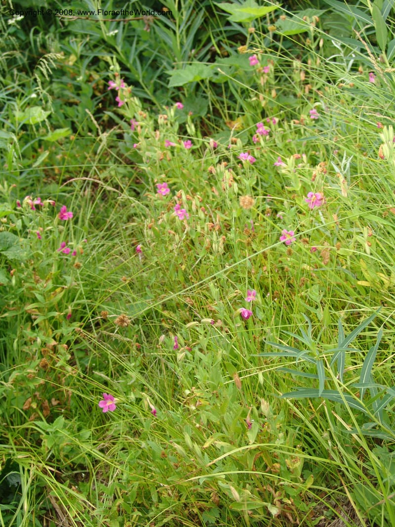 Mimulus lewisii, CDavidson11112--ID. Adams Co. For. Serv. Rd. 453, to Goose Lk. 20 Jul 07. 110.jpg