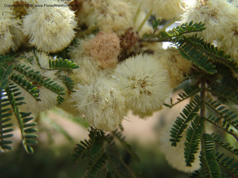 Acacia--Kenya. Gilgil on Hwy A1. 10 Jul 04. 098.jpg