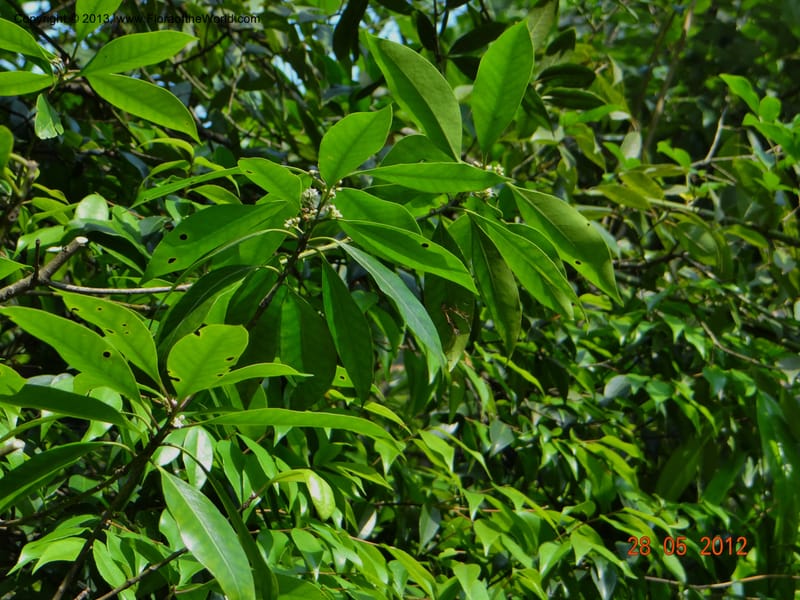 Ilex sp. , Not collected--China, Zhejiang, Shunxi, 28 May 2012 282 (6).JPG