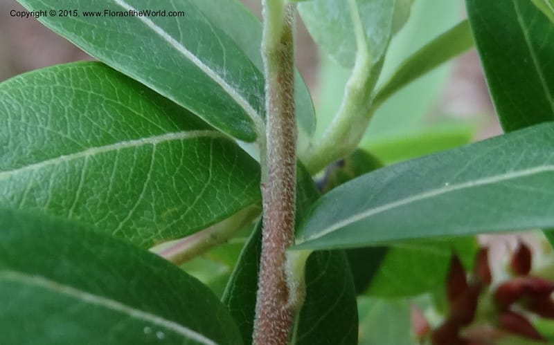 Salix, Boufford, D 43733--China. Sichuan. XinZhaZi Gou. 14 May 2014. DSC06426 (118).JPG