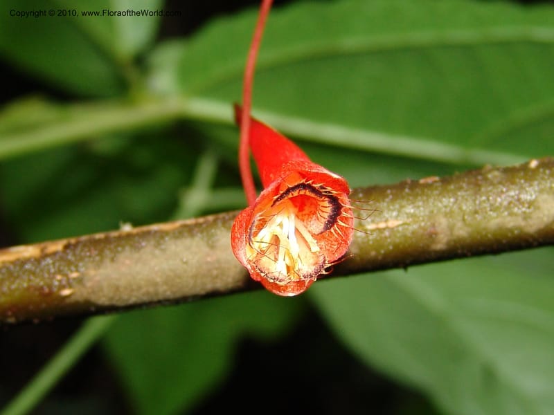 Tropaeolum emarginatum, Croat 96216--Ecuador. Centro Cientifico Rio Palenque. 22 Mar 06. 021 (5).jpg