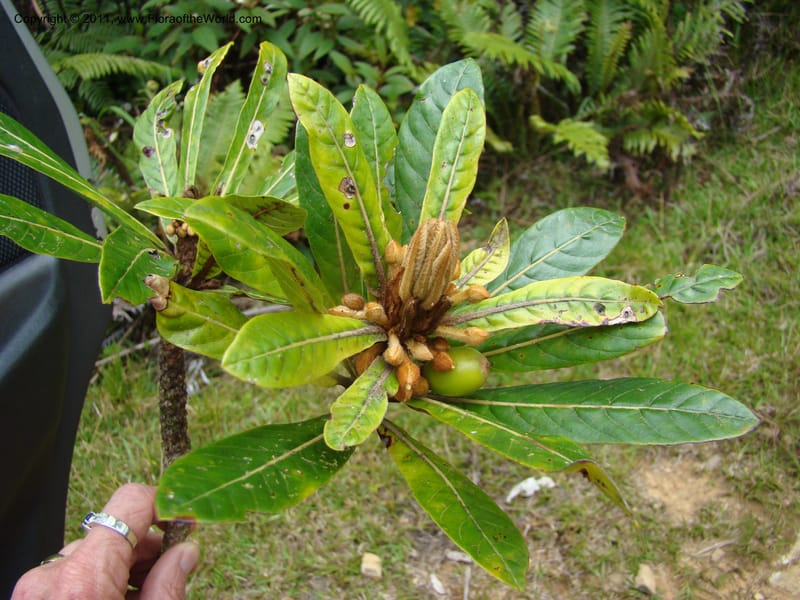 Beccariella rubicunda,  Munzinger, J 4804--New Caledonia, Aoupinie, 15 ov 2007  372 (3).jpg