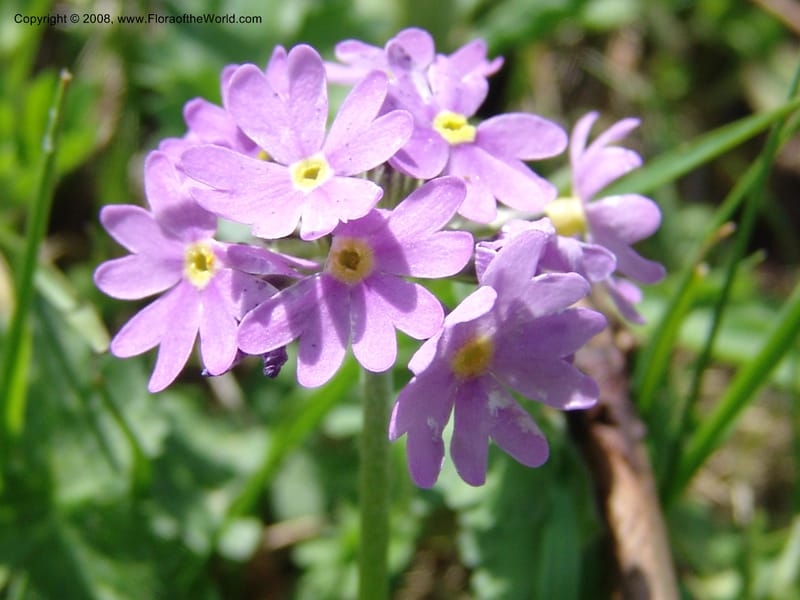 Primula algida--Georgia. Kazbeki . Trail-road to Sameba Church. 2 Jun 05. 038.jpg